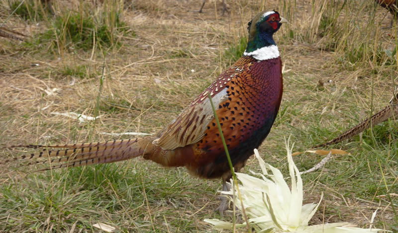 Pheasant Hunts – Pheasant Hunting Missoula MT